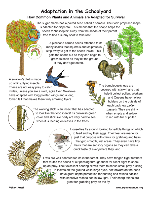 Adaptation in the Schoolyard - Read and React Adaptation in the Schoolyard - Read and React