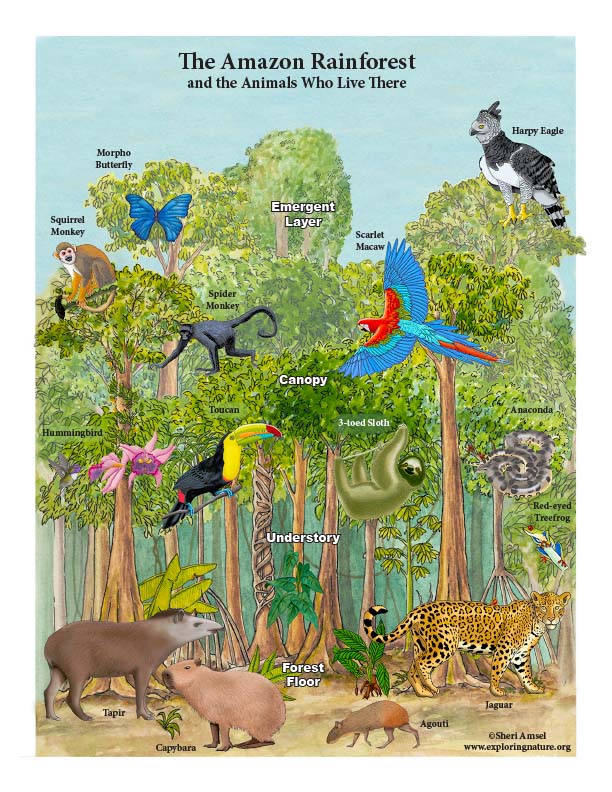 Amazon Rainforest Layers and Animals Mini-Poster