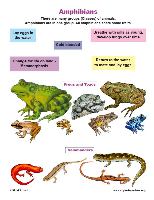  Amphibian  Traits Mini Poster
