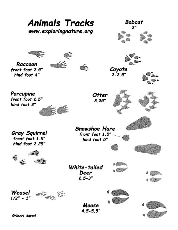 Animal Tracks Poster