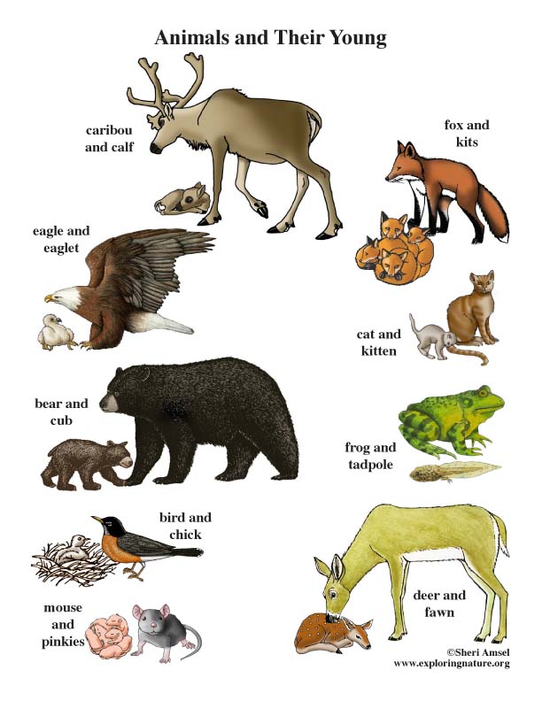 Animals and Their Young Poster Animals and Their Young Poster