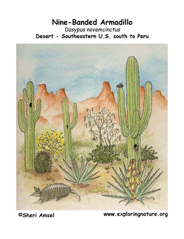 Armadillo Nine Banded Body Diagrams and Habitat Posters Biology Diagrams