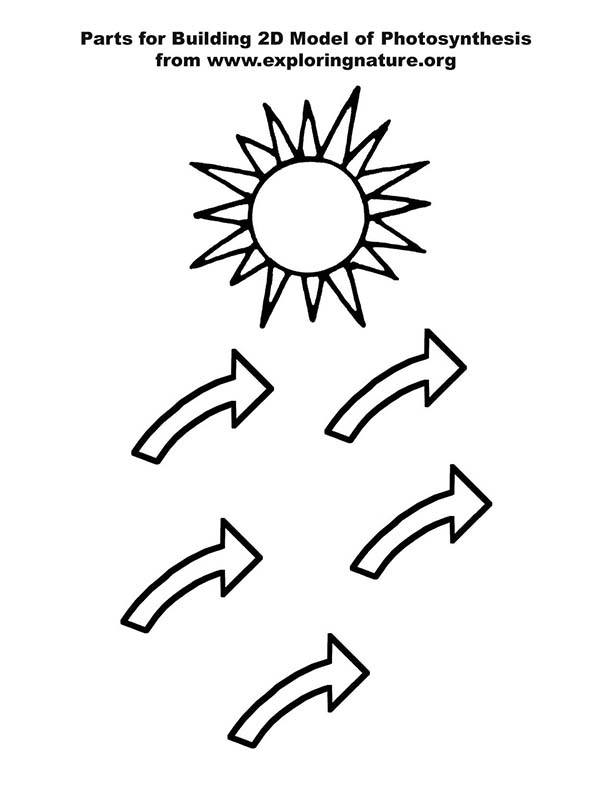 Photosynthesis Poster 2d Model For 6 8th Grade