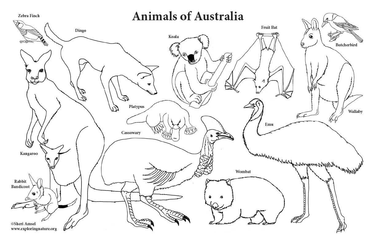 australia_animals_big_coloring_poster72 image