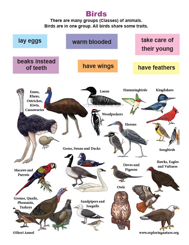 Birds Traits Mini-Poster