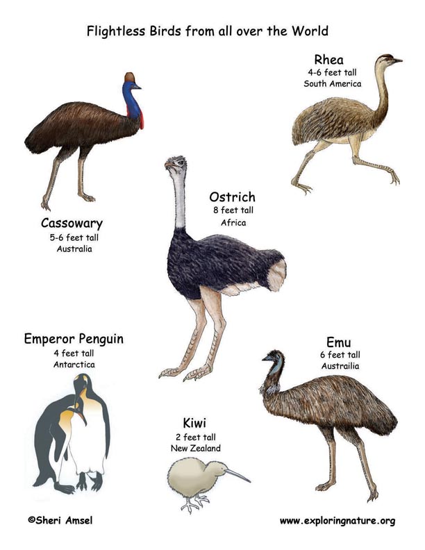 Classification of invertebrates