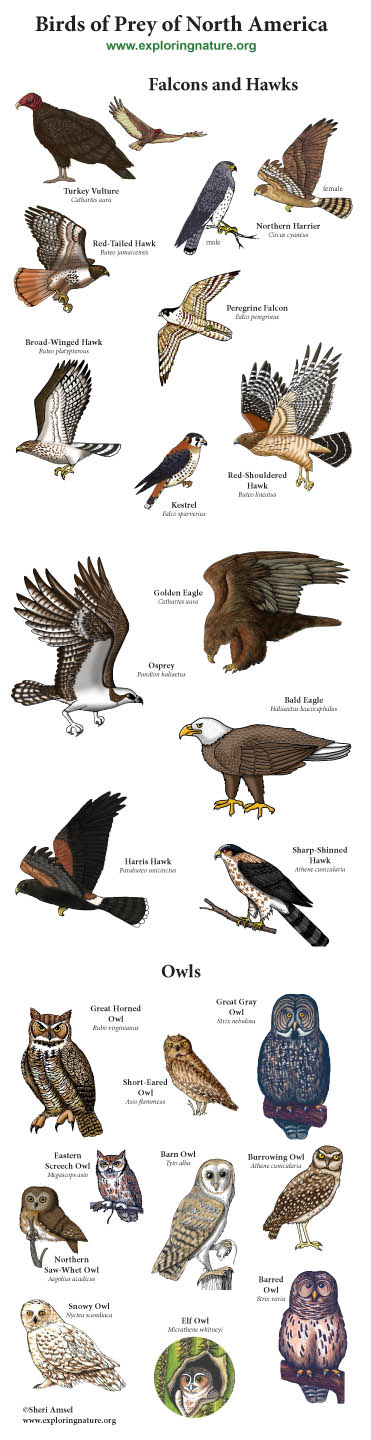 Birds of Prey, Birds of Prey List