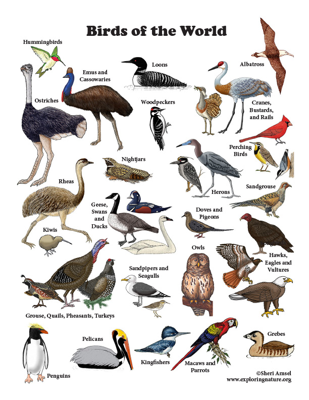 Birds of the World - Mini-Poster