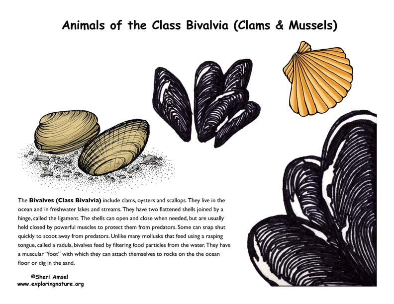 Bivalve Poster (Clams and Mussels)