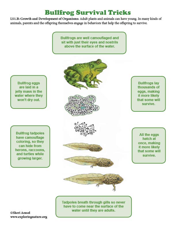 Bullfrog Survival Tricks - Mini-Poster Bullfrog Survival Tricks - Mini-Poster
