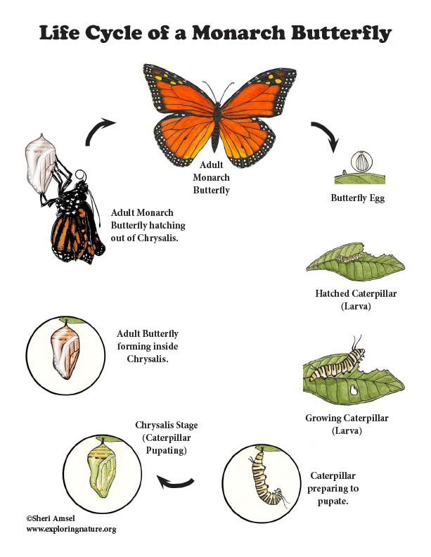 Monarch Butterfly Life Cycle (More Details for Older Students)