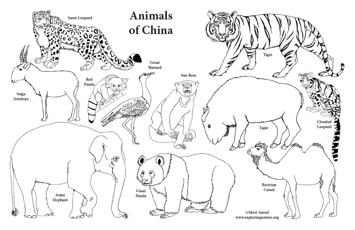 Animals of China Big Downloadable Coloring Poster 11x17"