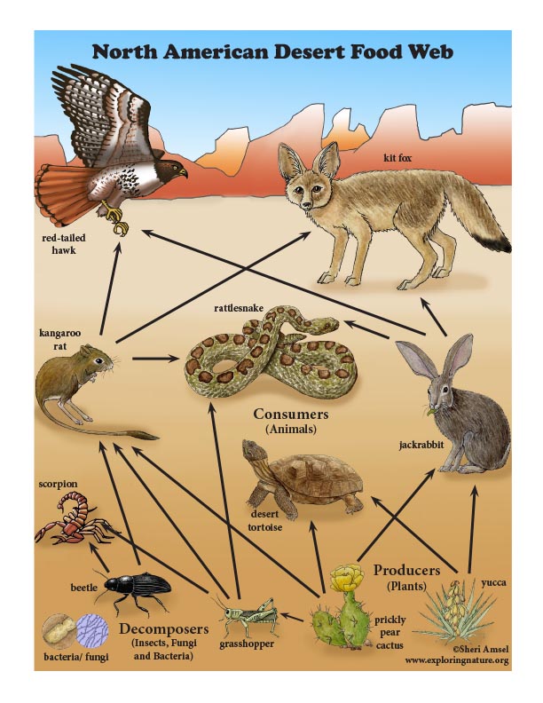 Desert Habitat Food Chain | My XXX Hot Girl