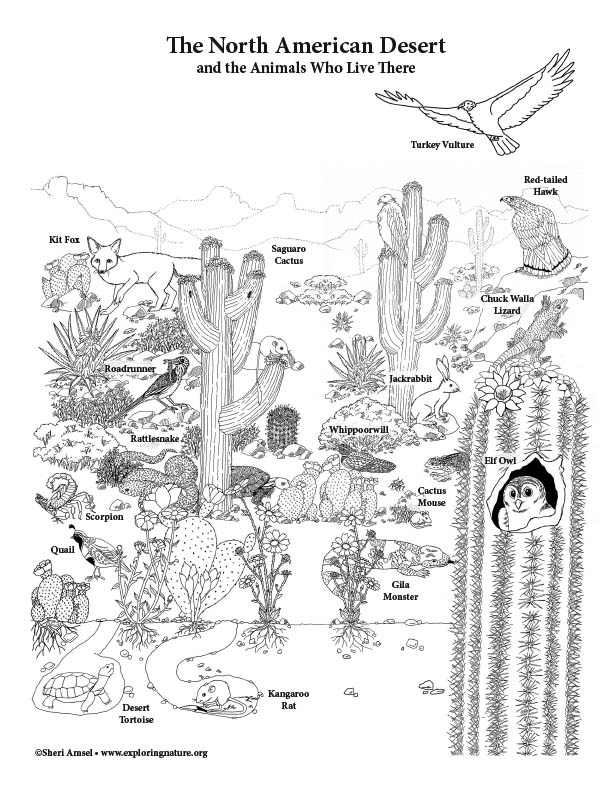 North American Desert - Giant Coloring Poster Building Activity