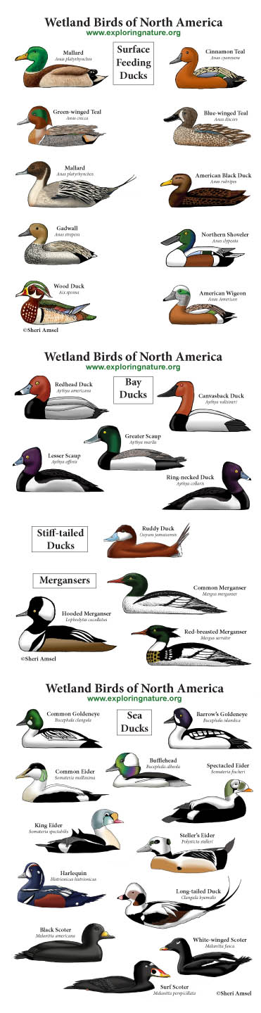 Ducks of North America Giant Poster