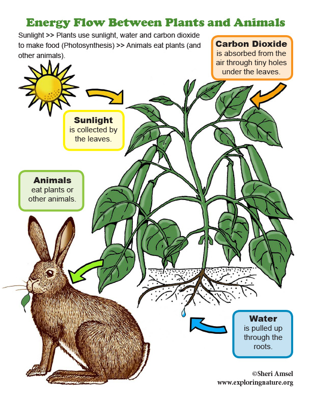 Energy Flow Between Plants and Animals - Mini-Poster
