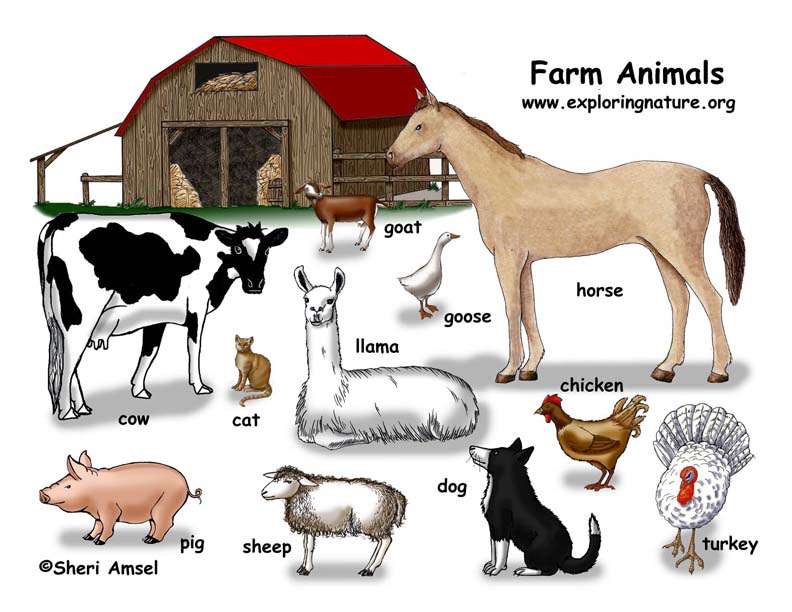 Animal Chart Pdf