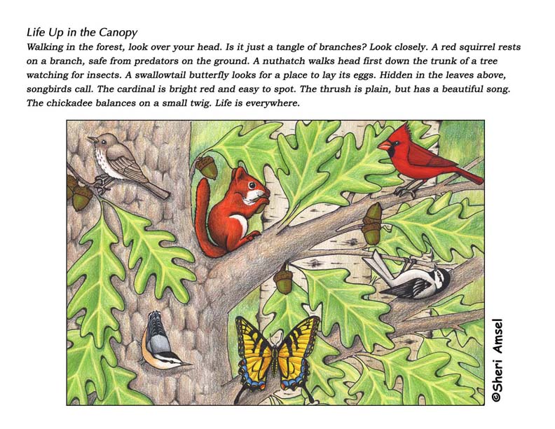 Forest Canopy Poster