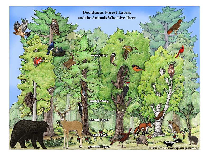 Forest Layers and Animals - Giant Color Poster Building Activity Forest Layers and Animals - Giant Color Poster Building Activity
