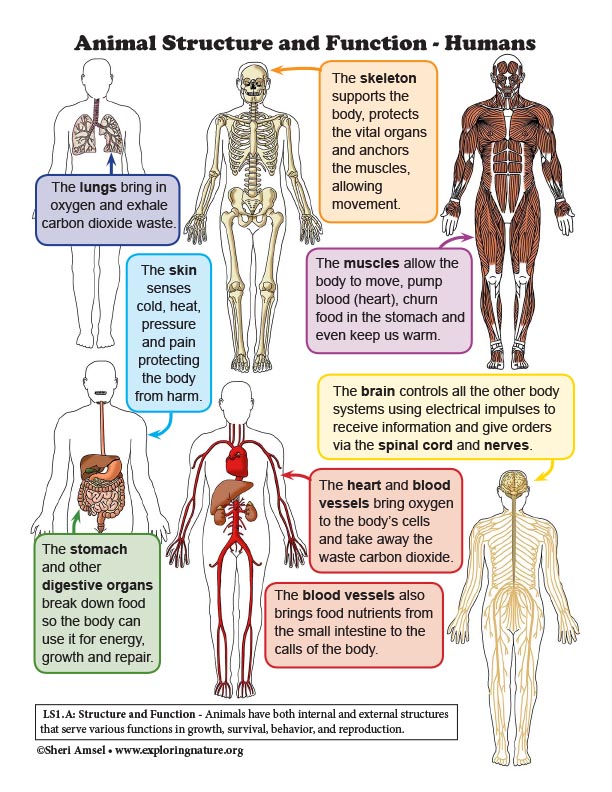 Grade 4 - 4-LS1 From Molecules to Organisms: Structures and Processes