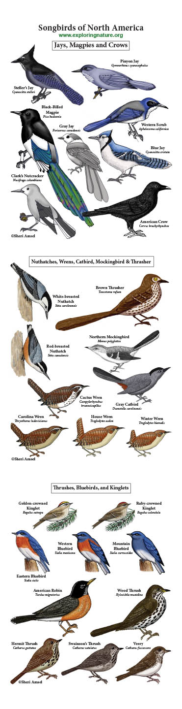 Songbirds Giants Poster - Jays, Magpies, Nuthatches, Wrens, Thrushes, Bluebirds and More