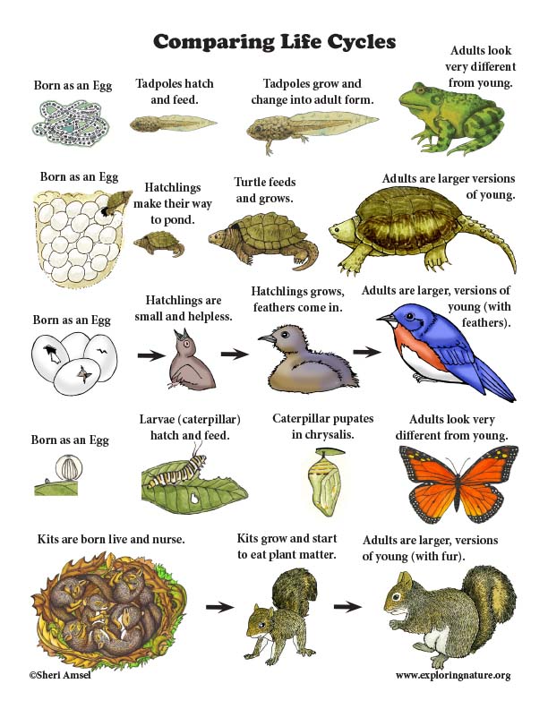 Animals Life Cycle - Lessons - Blendspace