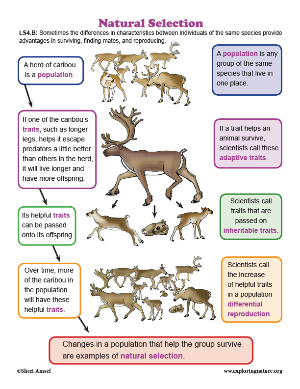 Natural Selection in Caribou - Diagram