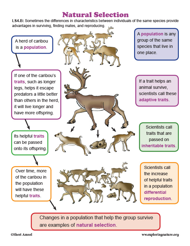 Natural Selection in Caribou - Diagram Natural Selection in Caribou - Diagram