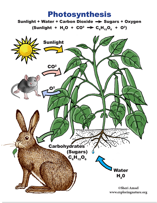 Photosynthesis Poster 2d Model For 6 8th Grade