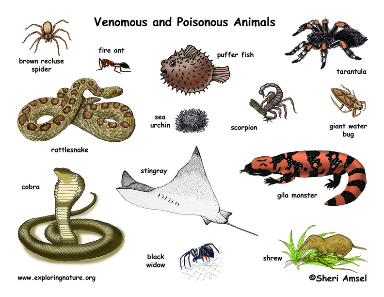 Venomous & Poisonous Animals Poster