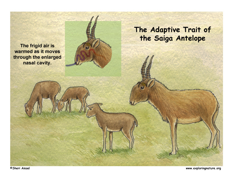 Saiga Antelope Poster