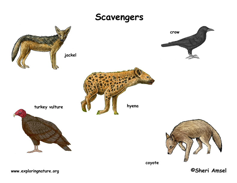 Scavengers Poster