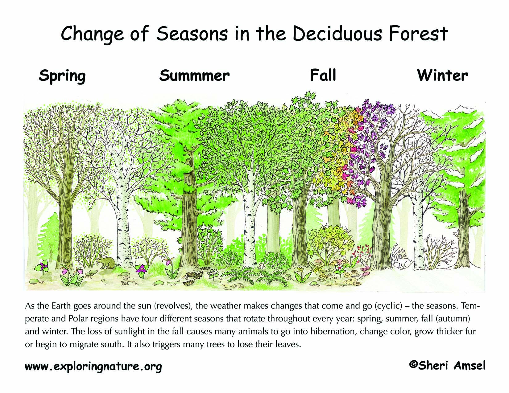 Seasons in the Forest Poster