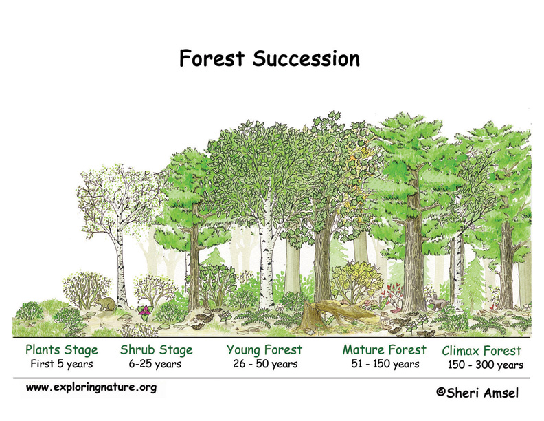 Forest Succession Forest Succession