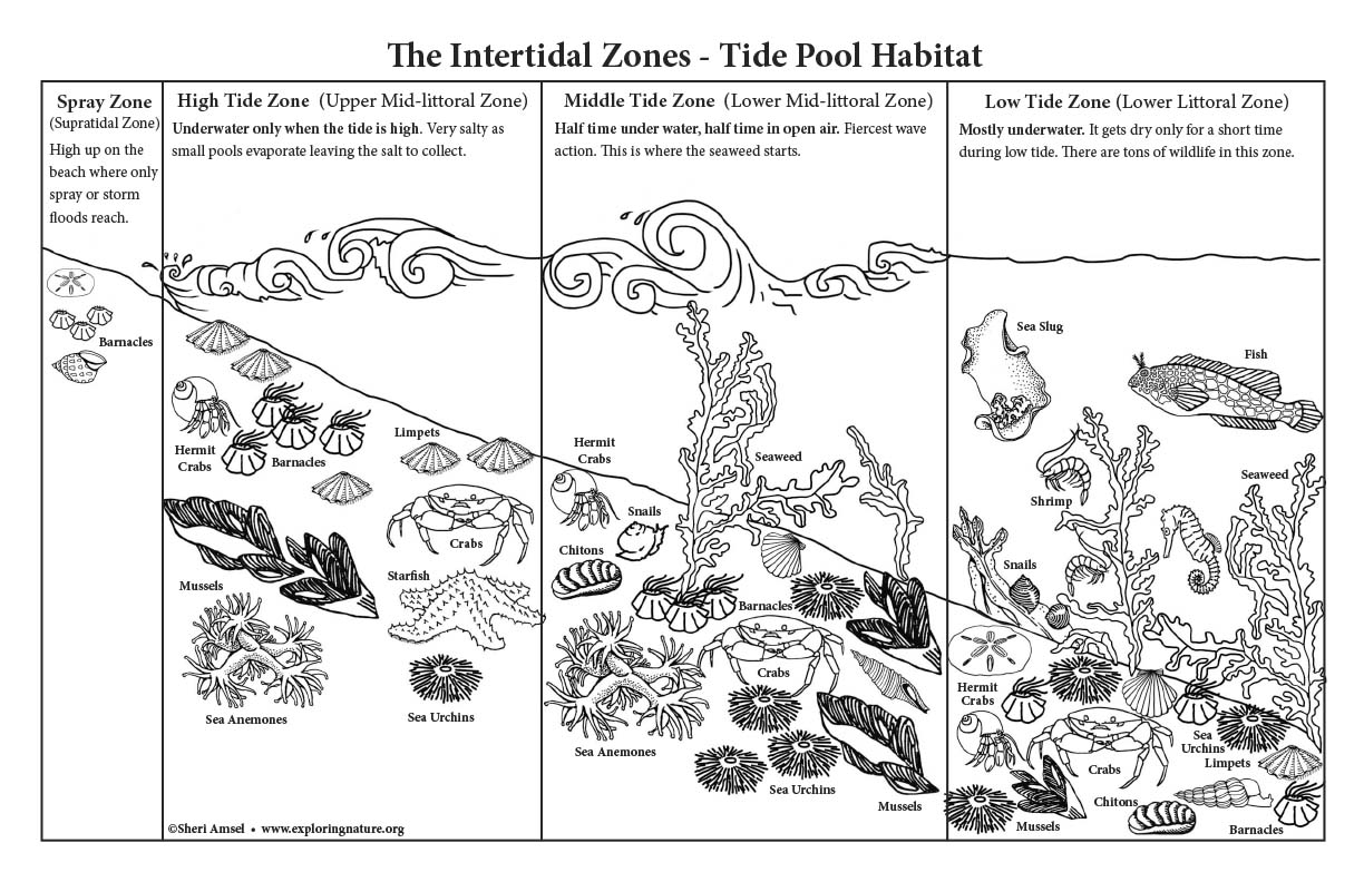 Intertidal Zones - Big Downloadable Coloring Poster - 11x17