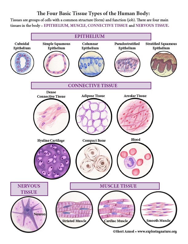 Connective Tissue Types