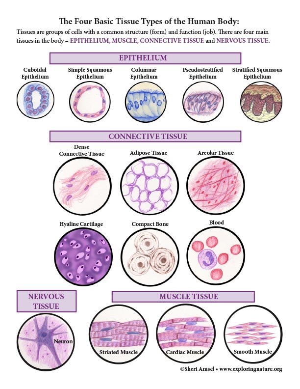 human tissue cells