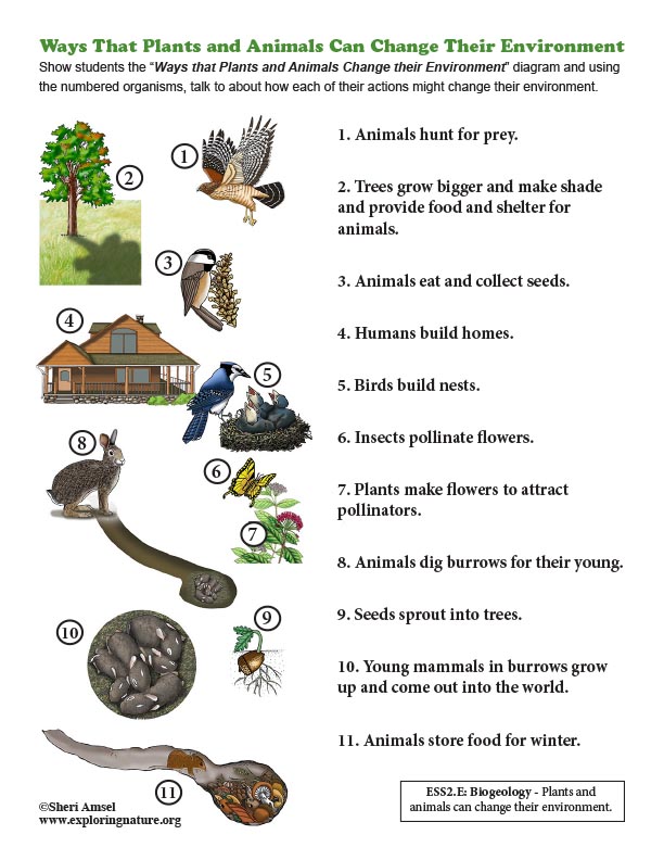 Ways That Plants and Animals Can Change Their Environment - Diagrams