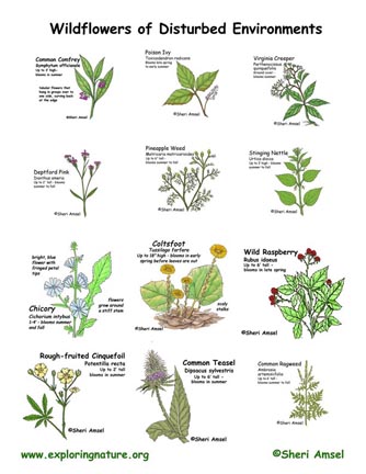 Wildflowers that Grow in Disturbed Environments