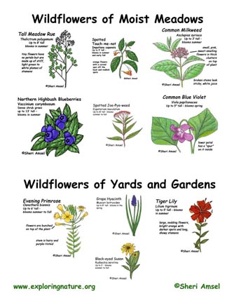 Wildflowers of Meadows, Yards and Gardens