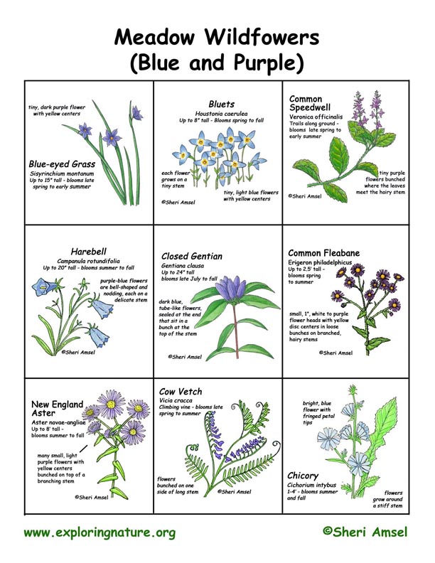 Wildflowers of Meadows (Purple and Blue)