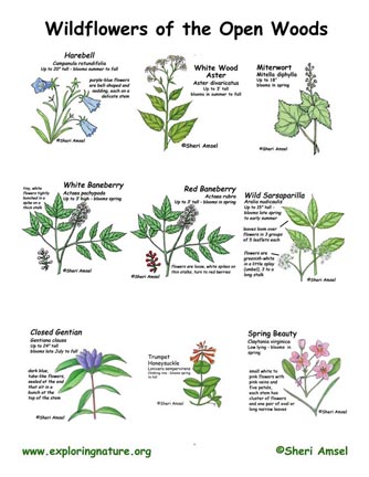 Wildflowers of Open Woods