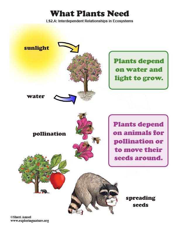 What Plants Need - Poster What Plants Need - Poster