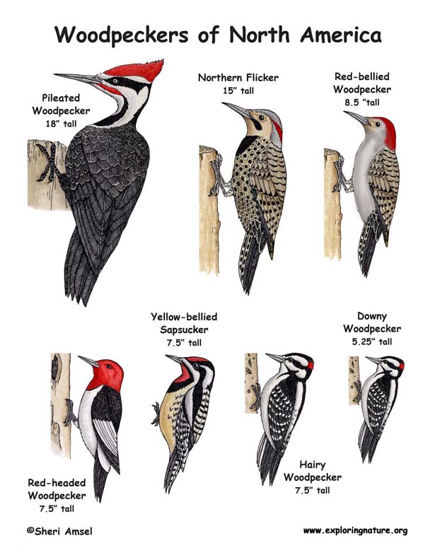 Woodpecker Poster