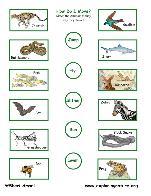 Animal Motion (Locomotion) - Matching Animal Motion (Locomotion) - Matching