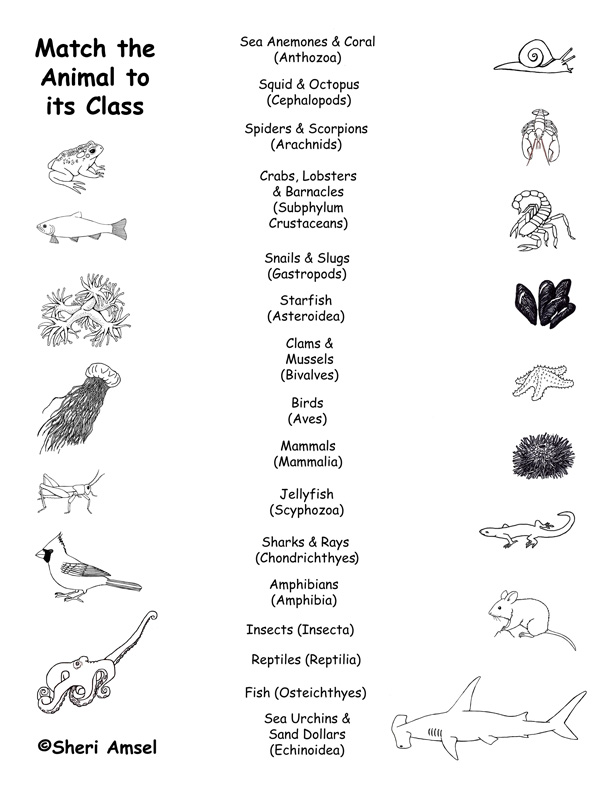 Animal Groups (Classes) - Matching Quiz