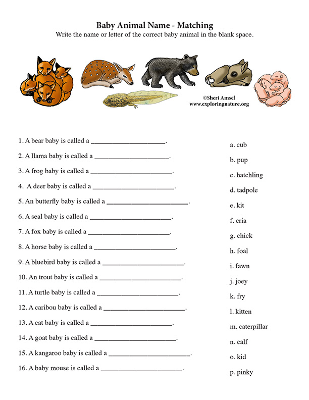 Animais Quiz