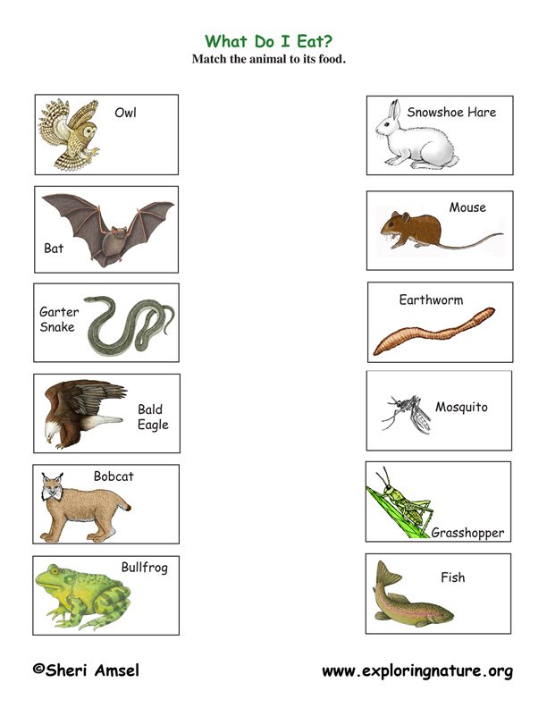foods go for kindergarten worksheet Matching Predator Quiz Prey foods go for kindergarten worksheet Matching Predator Quiz Prey