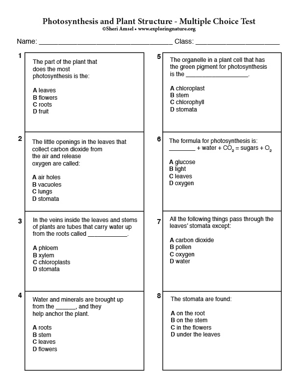 photosynthesis-and-plant-structure-multiple-choice-test