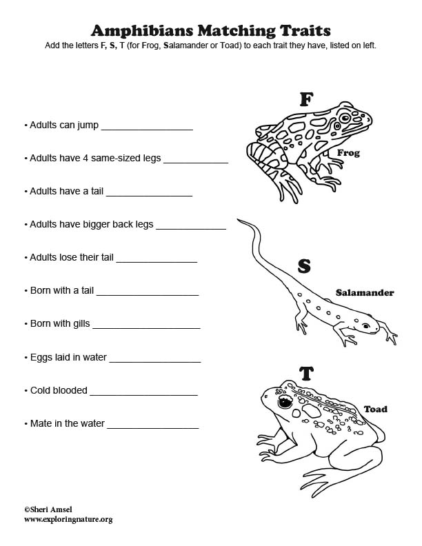 Amphibians Matching Traits Quiz